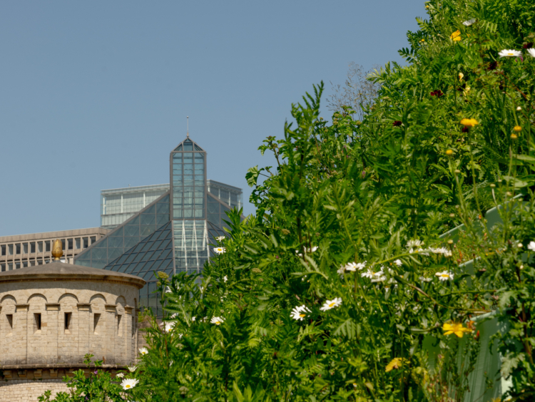 ‘Agnes Denes: The Living Pyramid’, 2015. Park Dräi Eechelen. Photo: Olivier Hoffmann © Mudam Luxembourg