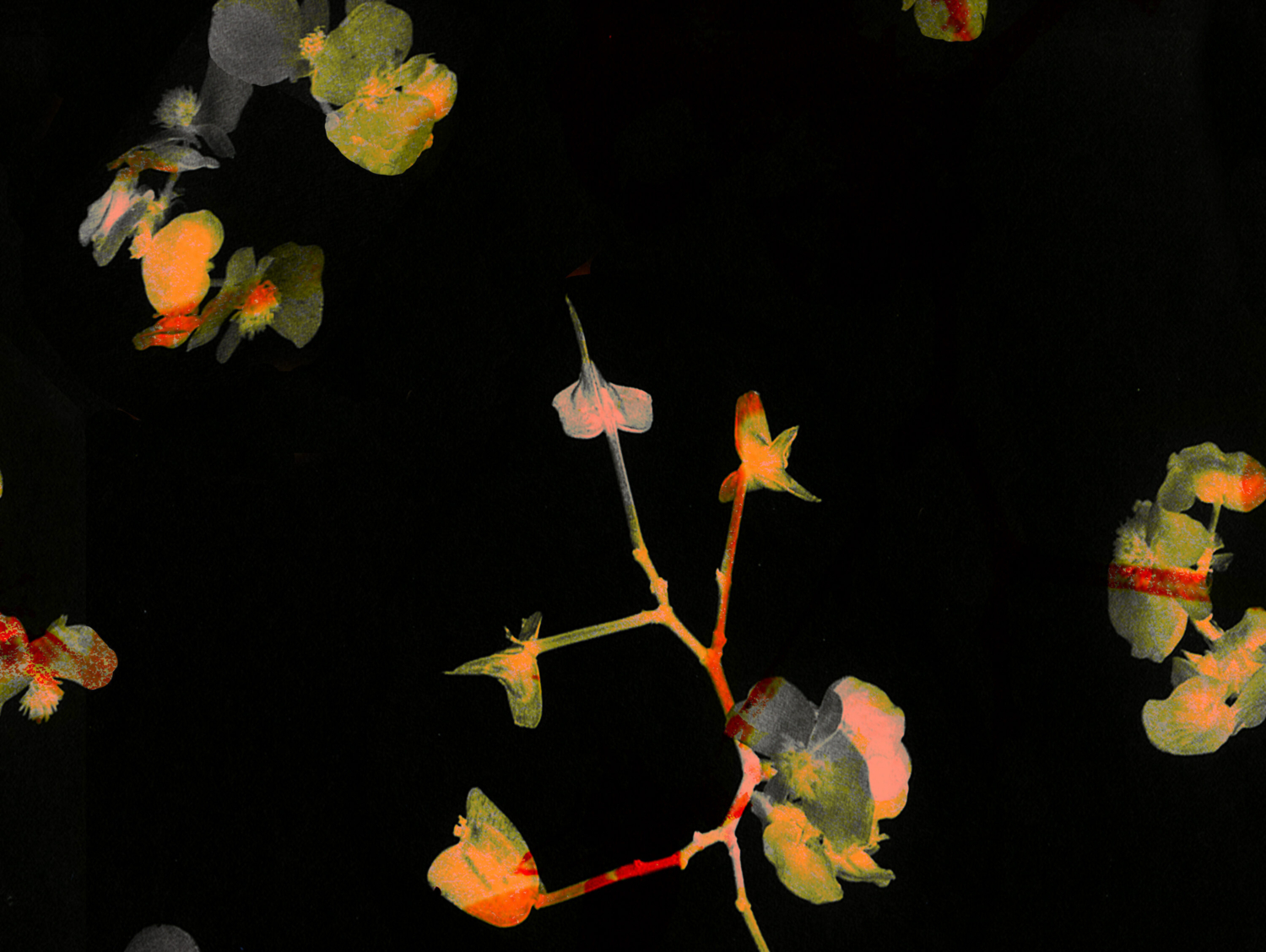 Lisa Oppenheim, in collaboration with Zoe Latta, ‘Textile design’, 2024. Courtesy of the artist and Tanya Bonakdar Gallery, New York/Los Angeles