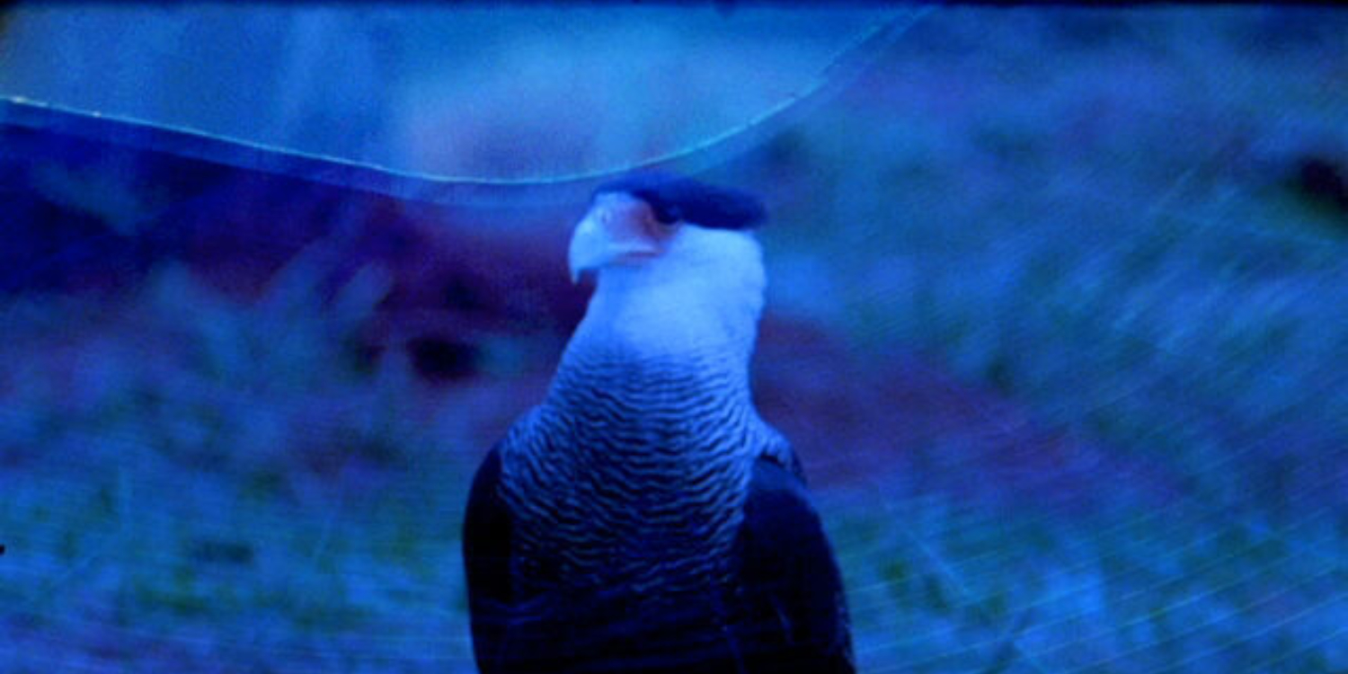 Ana Vaz, ‘É Noite na América, It is Night in America’, 2021 (video still). Courtesy of the artist and Fondazione in Between Art and Film