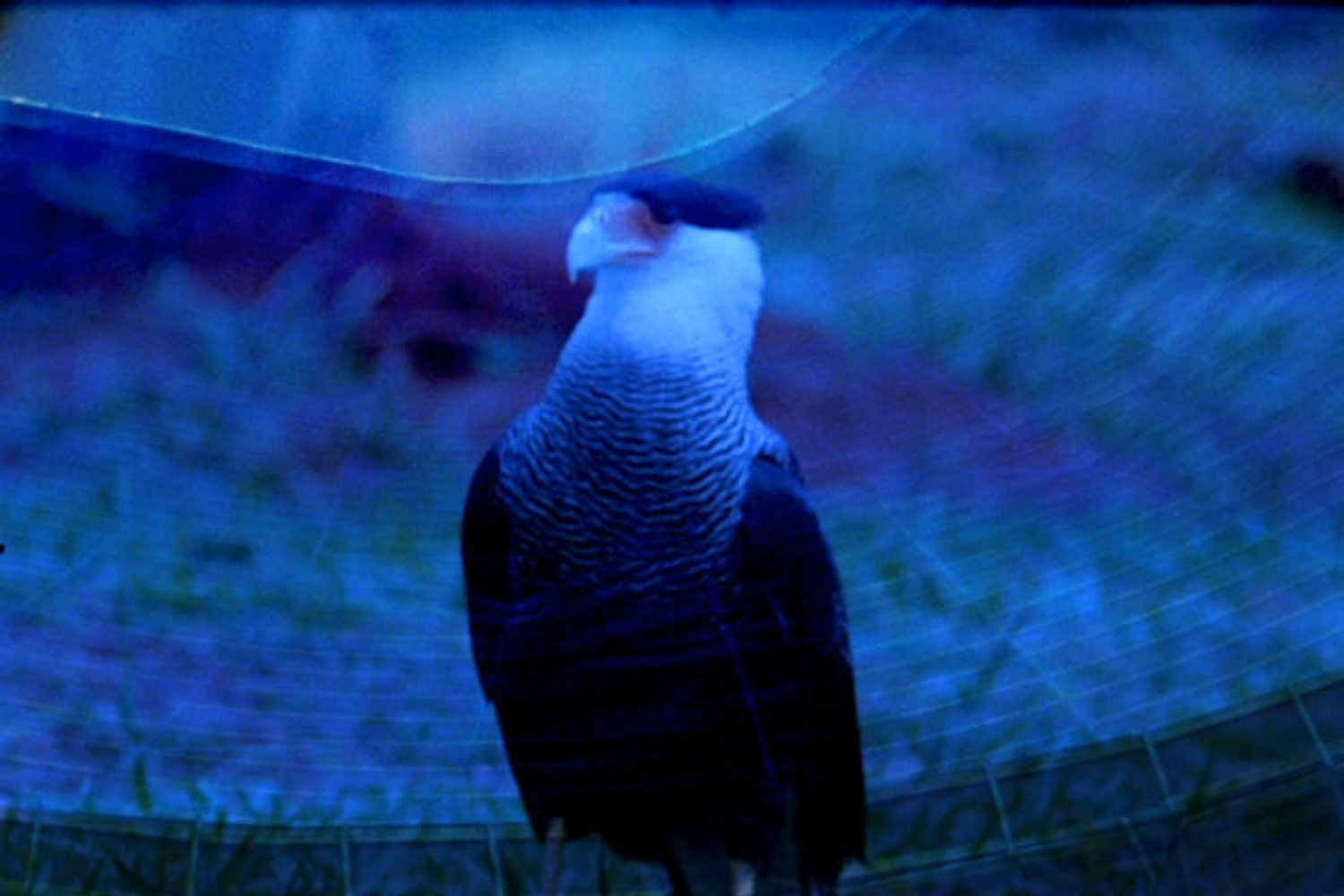 Ana Vaz, ‘É Noite na América, It is Night in America’, 2021 (video still). Courtesy of the artist and Fondazione in Between Art and Film